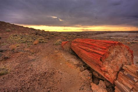 🔥 Petrified Forest National Park, Arizona. The trees here are from the ...