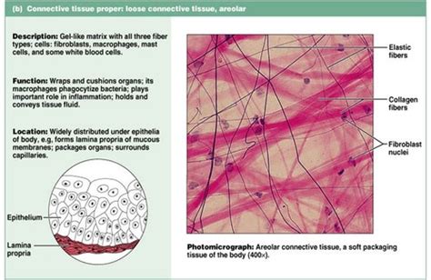 Muscle Tissue Function And Location Quizlet - Goimages Zone