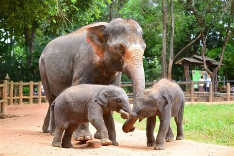 Pinnawala Elephant Orphanage Volunteer Scheme | Pinnawala