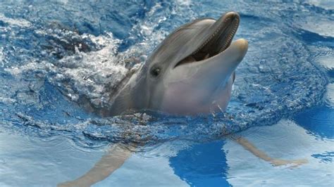 Winter the dolphin | Movies | billingsgazette.com