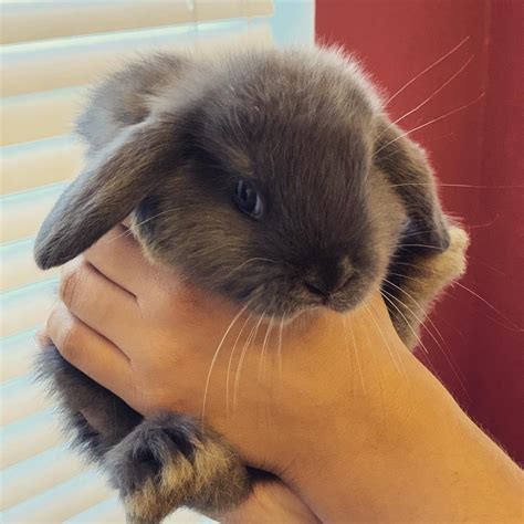 Pin on "Holland Mini-Lop" Rabbits For Sale | San