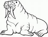 Free Printable Walrus Coloring Pages For Kids sketch template