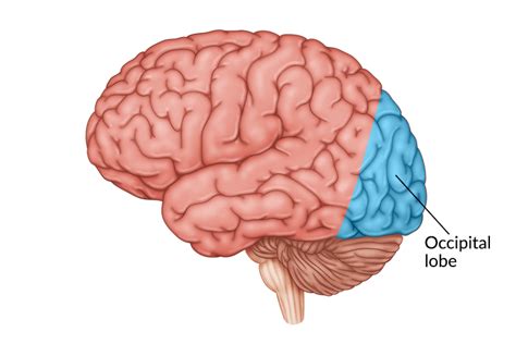 Occipital Lobe Of The Brain