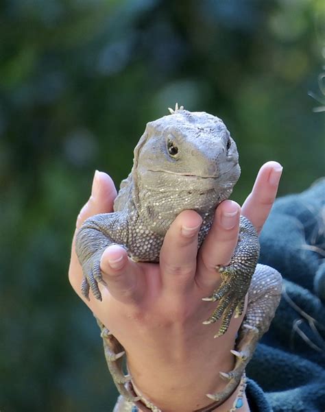 AUCKLAND ZOO: PROTECTION FOR THE WORLD’S WILDLIFE – INCLUDING DINOSAURS ...