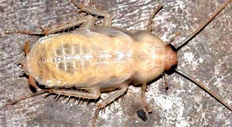 What You Need To Know About White Cockroaches - Pest Aid