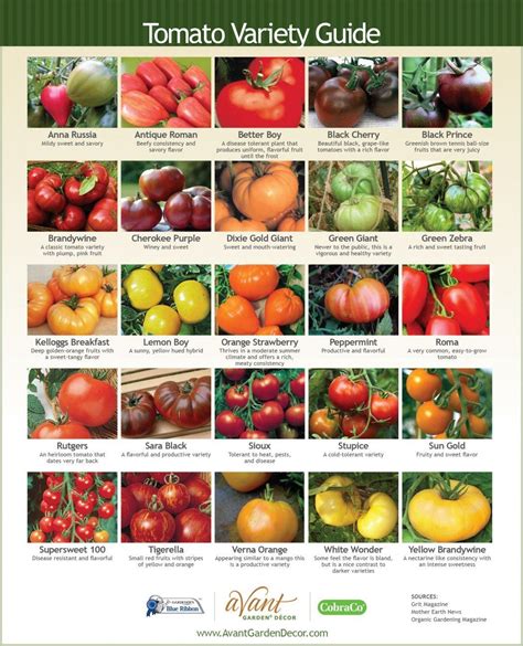 Tomato Variety Cheat Sheet : r/cookingforbeginners