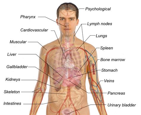 Human Body Organs Diagram