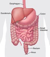 Bladder and Bowel Dysfunction | Johns Hopkins Medicine