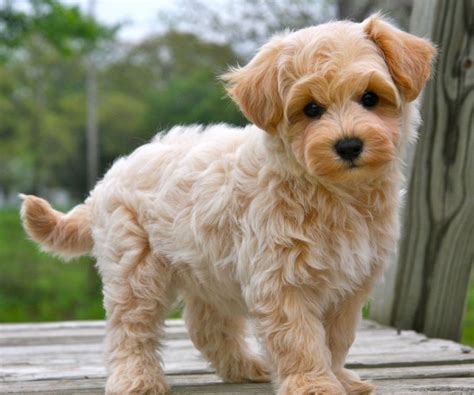 Maltipoo Dog Information, Photos | DogExpress