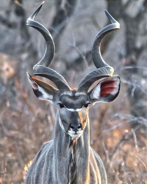 🔥 this mystical kudu bull : r/nextfuckinglevel