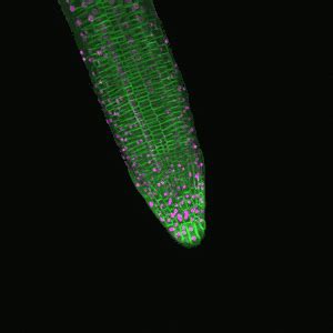Root Movement | HHMI BioInteractive. Plants respond to stimuli in their environments with ...