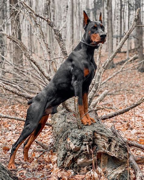 Doberman Pinscher | extreme trained and disciplined doberman Doberman ...