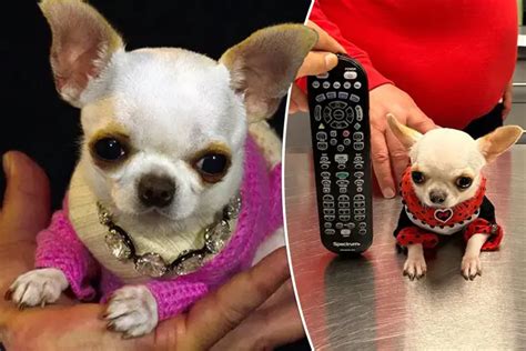 'Teacup' Chihuahua is world's shortest dog