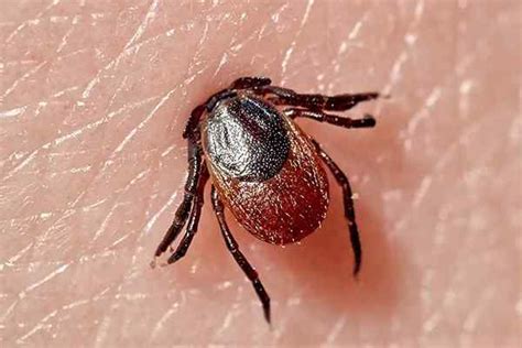 Do Dog Ticks Carry Disease To Humans