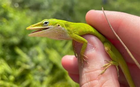 Green Anole vs Brown Anole - What is the Difference? - Reptile Jam