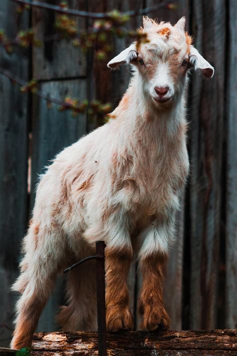 Goat HD Wallpapers - Top Free Goat HD Backgrounds - WallpaperAccess