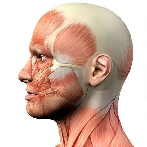 The strongest muscle in the human body is the masseter (jaw muscle). #SummitCollege # ...