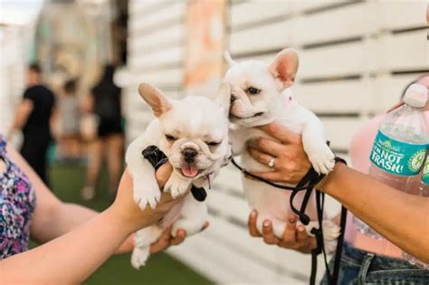 This Amazing Miami Dogs Meetup Will Heal Your Wounded Heart