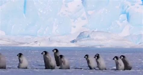 Baby penguins take a stroll in adorable video
