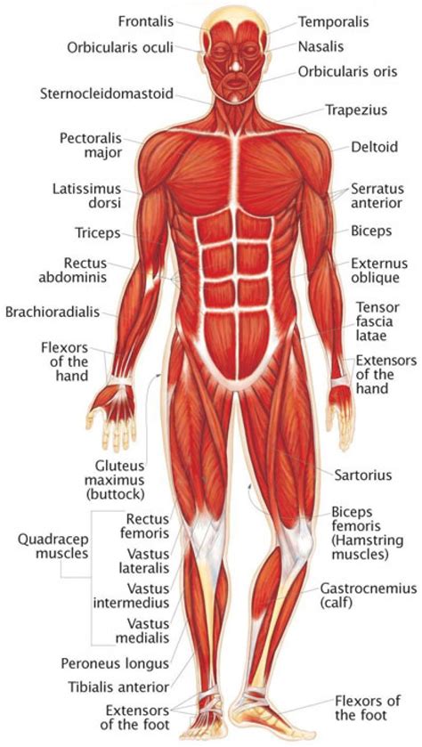 Human Muscular System Diagram