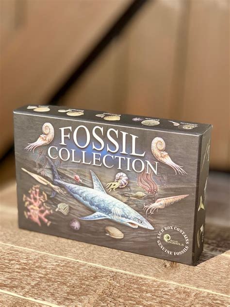 Fossil Collection Kit Contains 15 Real Fossils Fossil | Etsy