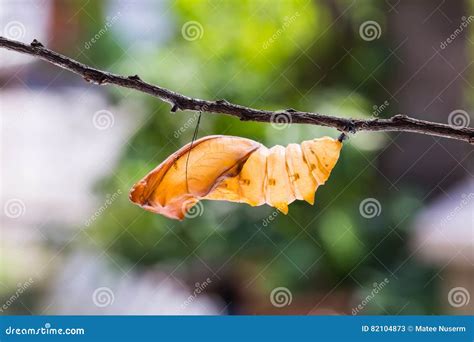 Golden Birdwing Butterfly Pupal Case Stock Image - Image of chrysalis ...