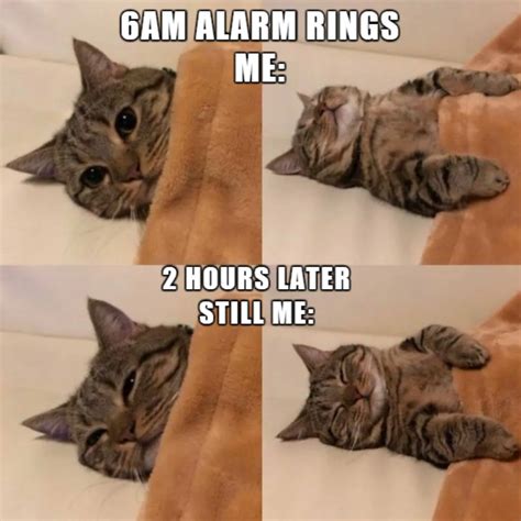 100 Funniest Cat Memes Ever