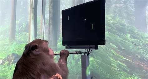 Elon Musk’s NeuraLink releases video of monkey playing games with his mind