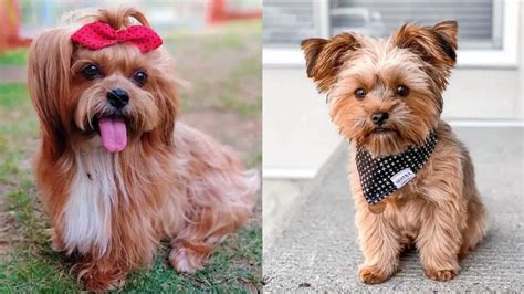 Shorkie | Yorkie-Shihtzu Mix | What's Good and Bad About 'Em?