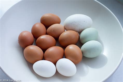 Bantam Eggs