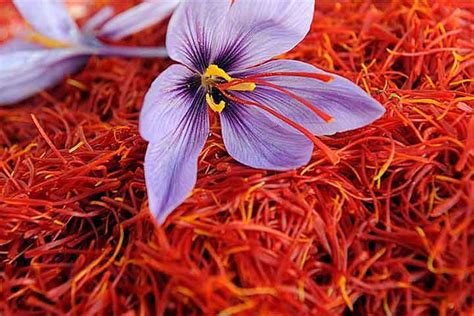 Top 30 Benefits Of Saffron That Blew Our Minds And Will Leave You ...