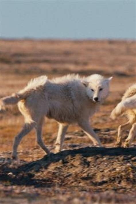 Arctic Wolf Pack Hunting