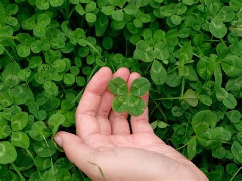 24 Four Leaf Clover Pictures : Free Coloring Pages