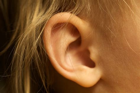Ear Mites In Humans: Causes, Symptoms, Treatment, Prevention, & More - Healthroid
