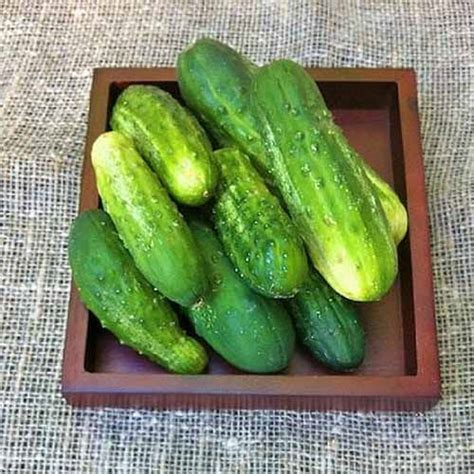 33 of the Best Cucumber Varieties to Grow at Home | Gardener’s Path