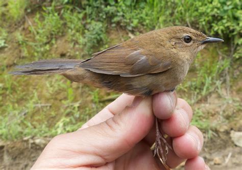 7525. Russet Bush-Warbler (Bradypterus seebohmi) | India, Bhutan, China, Myanmar, Thailand, Laos ...