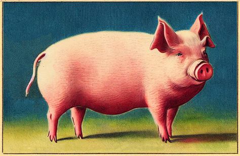 Vintage Pig Clipart