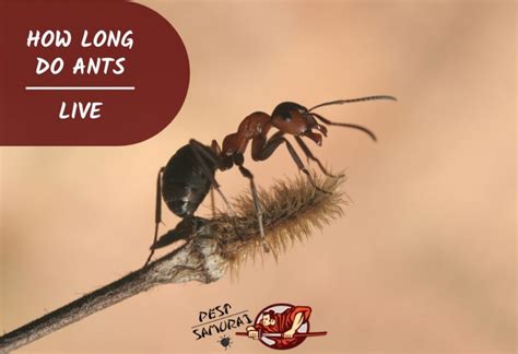 Life Of A Carpenter Ant - Picture Of Carpenter