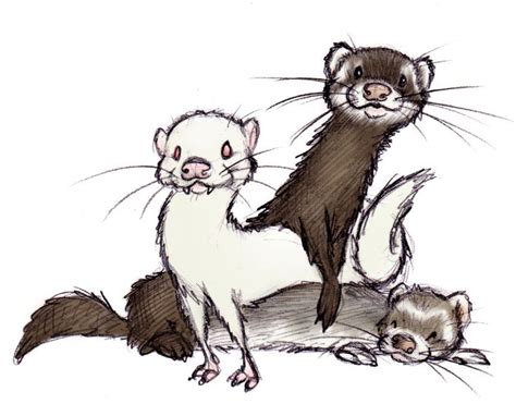 Pin on ferrets