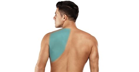 Anatomy Of Right Side Of Back Of Rib Cage - Dr Gaytri Gandotra Rib Cage Kidney Shoulder ...