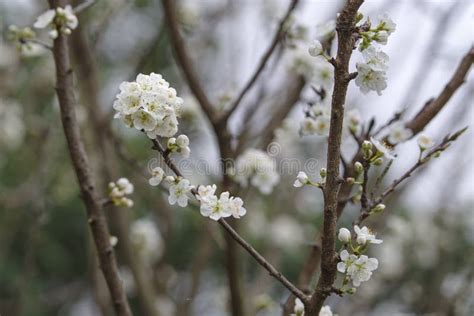 Close-up of White Plum Tree Flowers. Stock Photo - Image of flowers ...