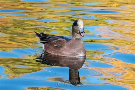 RICK POLEY PHOTOGRAPHY | American Wigeon | Drake American Wigeon ...