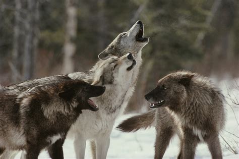 Wolf Pack Howling - Image Abyss