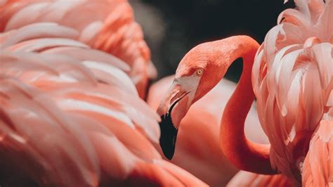 Where To See Flamingos In Sardinia - 2023 Guide - Traveller's Elixir: A ...