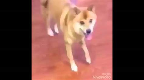 Dancing Dog Meme – Doge Dance Meme Gif – Silentkiller Wallpaper – Movie Track