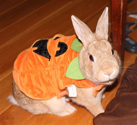 How to be a cute bunny for halloween | ann's blog