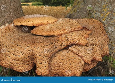 Chicken of the Woods Fungus Growing between 2 Ash Trees Stock Photo ...