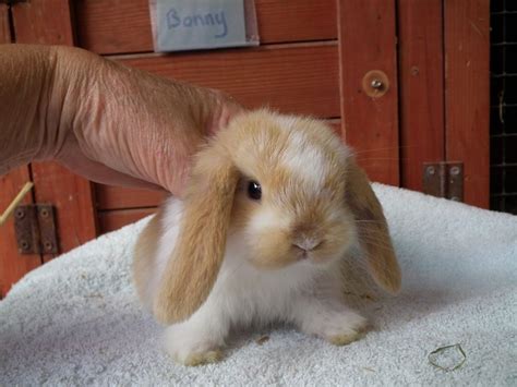 10 Baby Rabbits For Sale - Rabbits Life