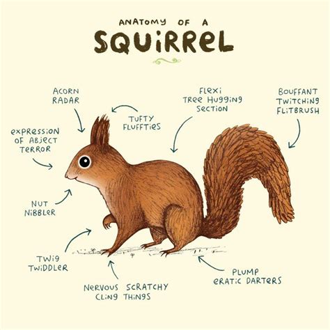 Anatomy Of A Squirrel King Size Pillow Sham by Sophie Corrigan - STANDARD SET OF 2 in 2020 ...