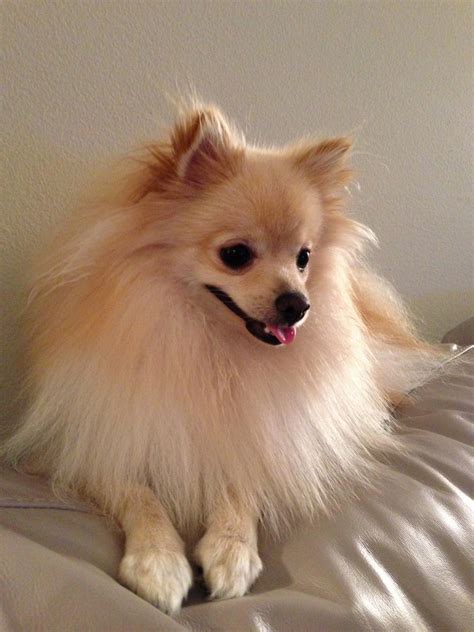 Pretending that Pomeranian is a service animal? New Texas law means you ...